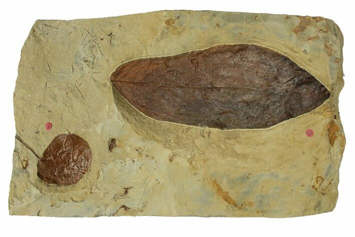 Plate with Two Fossil Leaves (Two Species) - Montana #269415